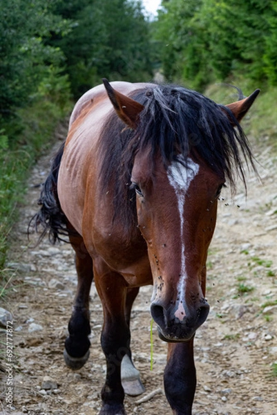 Obraz Portrait of a beautiful wild horse. A brown horse with a white spot and a black mane in the mountains on a country road. Vertical view