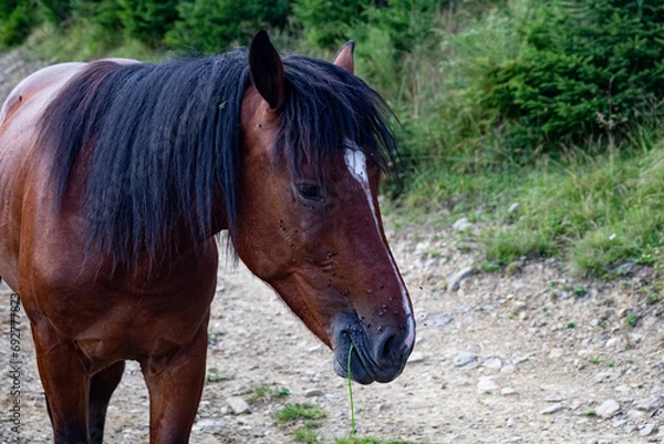 Obraz Portrait of a beautiful wild horse. A brown horse with a white spot and a black mane on a country road. Flies on the horse's face