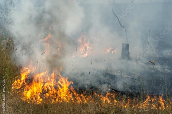 Fototapeta Burning the grass on a summer day at the edge of the forest
