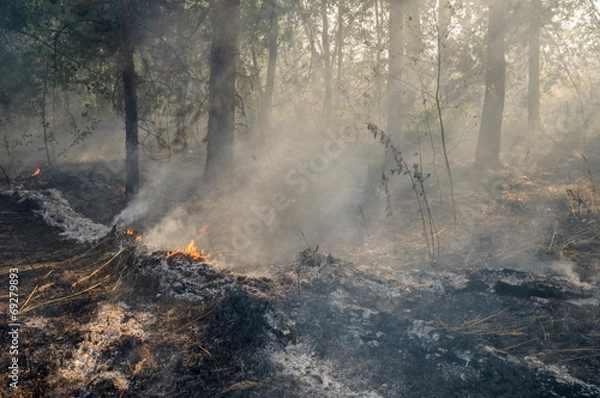 Fototapeta Burnt forest after passing the front of the fire