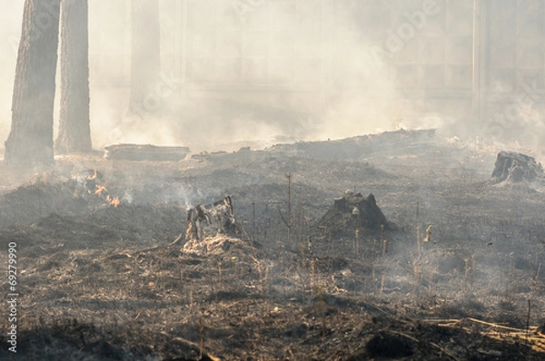 Fototapeta Charred trunks of trees in a forest after a fire