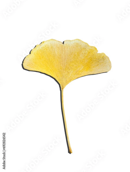 Obraz イチョウ　01