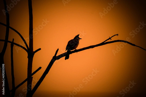 Fototapeta Red-whiskered Bulbul