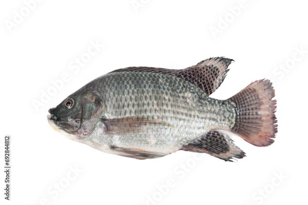Obraz Fresh tilapia isolated on white background.Freshwater fish