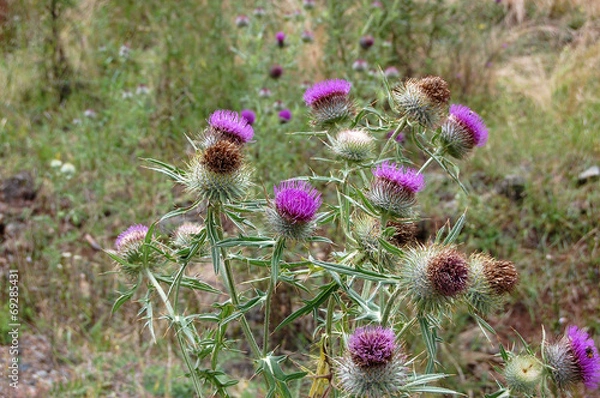 Fototapeta Burdock