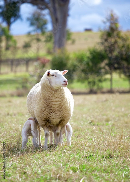 Obraz mother and lambs