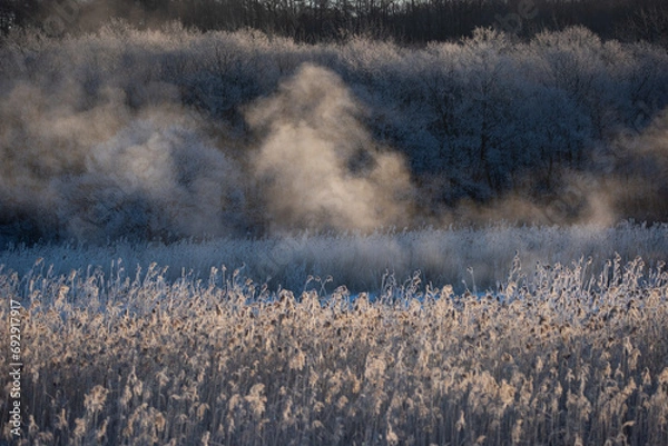 Fototapeta 北海道の原生林から沸き立つ気嵐