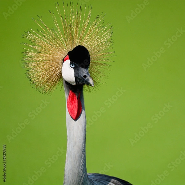 Obraz Grey Crowned Crane