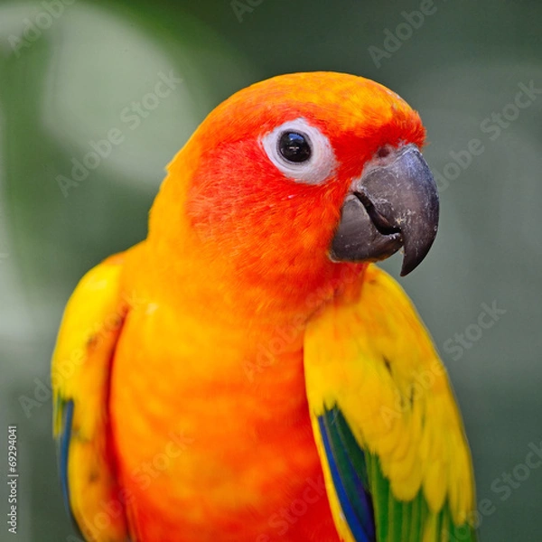 Obraz Sun Conure