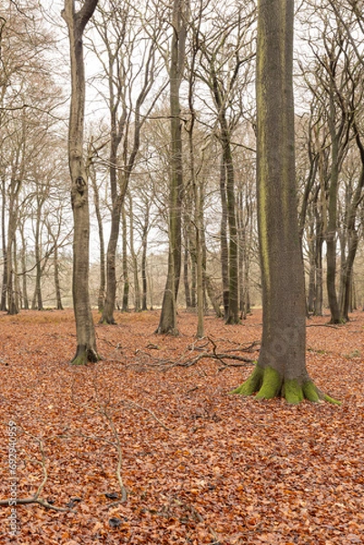 Fototapeta daylight landscape image of a wood in winter. Leaves have fallen from the trees but are still on the floor.
