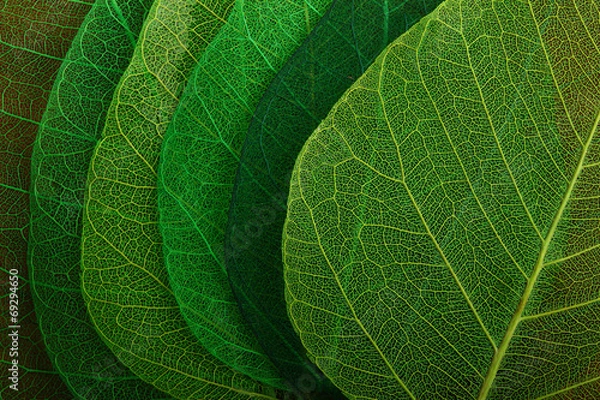 Obraz Makro zielone liście