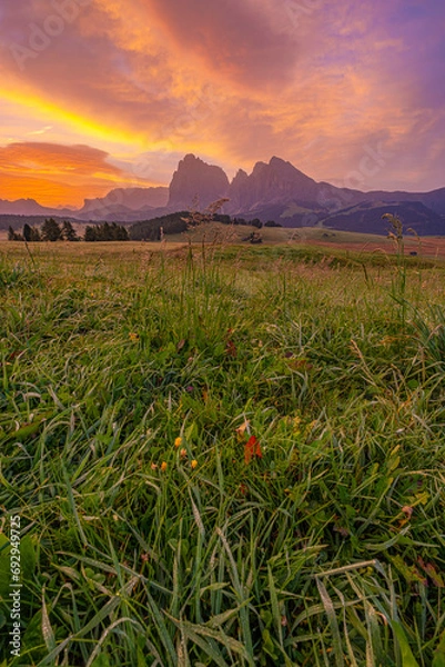 Obraz Alpe di Siusi (Seiser Alm), Europe's largest high-alpine pasture in South Tyrol, Italy. A captivating landscape unfolds