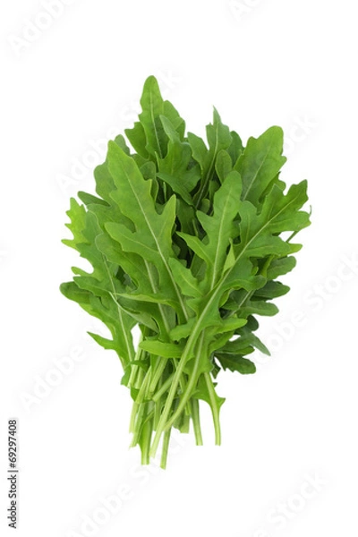 Obraz Rucola isolated on white background