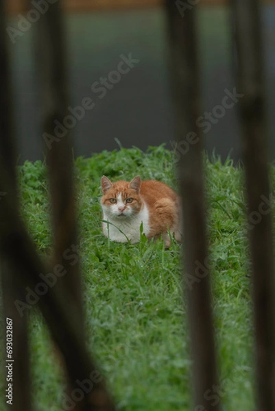 Obraz Katze am Wasser