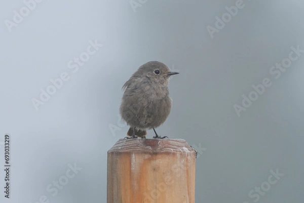 Obraz Hausrotschwanz auf einem Pfahl