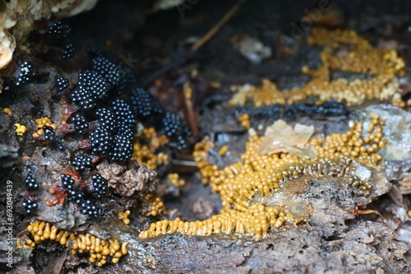 Fototapeta Black Metatrichia vesparia and yellow Trichia favoginea, two species of slime molds growing on a log of common aspen
