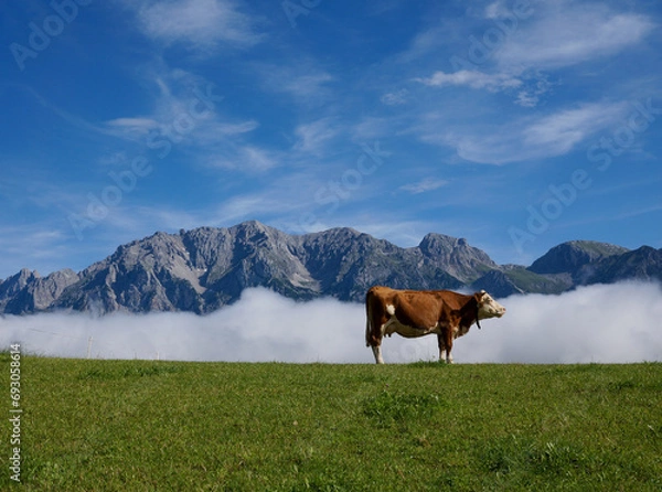 Fototapeta Idyllic alp scenery: brown and white cow on green meadow with steep mountains and wonderful clear blue sky in the background