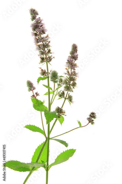 Obraz Spearmint (Mentha spicata)
