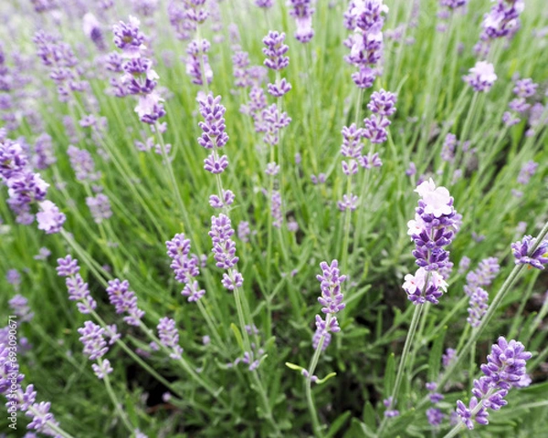 Fototapeta on a green background of grass close up are small light purple lavender flowers. side view. fragrant flowers. calendar poster. background with flowers. nature