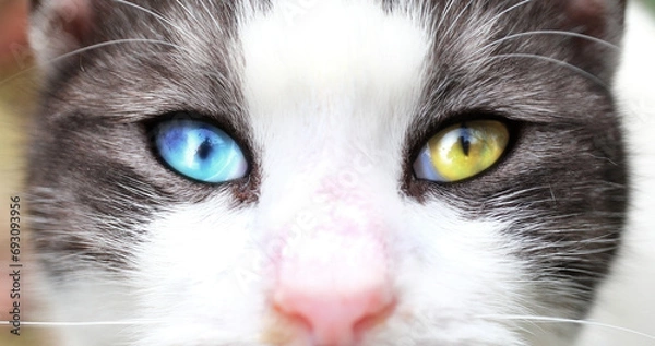 Fototapeta Multi-Color Eyed Van Cat - Macro
