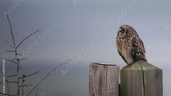 Fototapeta Short Eared Owl