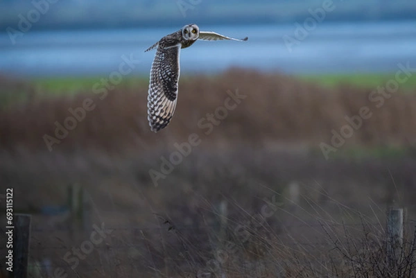 Fototapeta Short Eared Owl