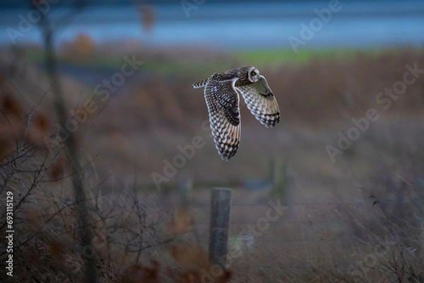 Fototapeta Short Eared Owl