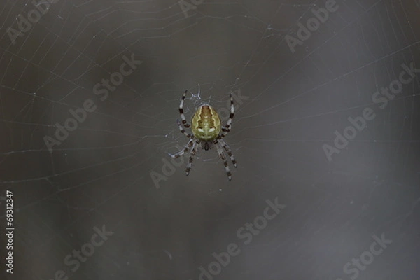 Fototapeta Four-spot orb-weaver (Araneus quadratus) sitting in its web