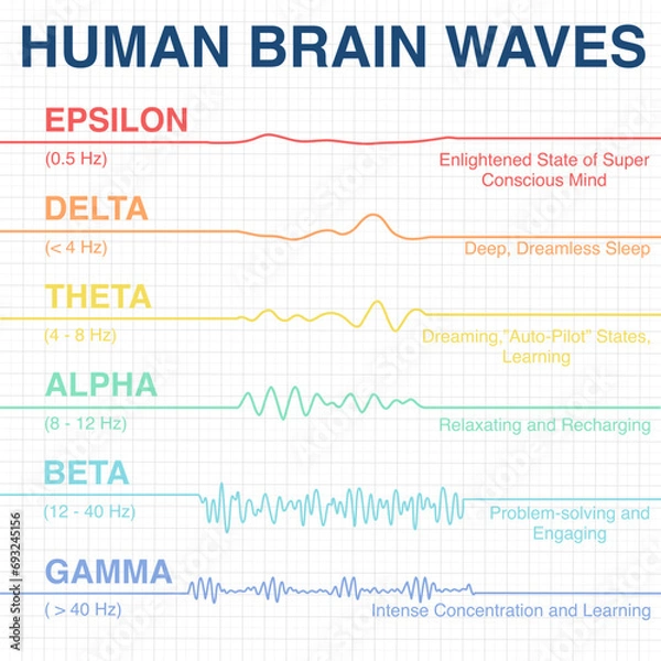 Obraz Human brain wave frequency graphics. Vector illustration. electroencephalogram. illustration of medical electroencephalography- Eeg on chart paper.