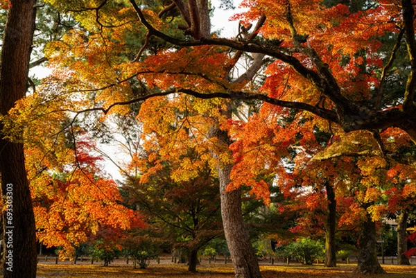 Fototapeta 京都御苑、紅葉の木立