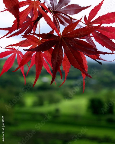 Fototapeta red plant 1