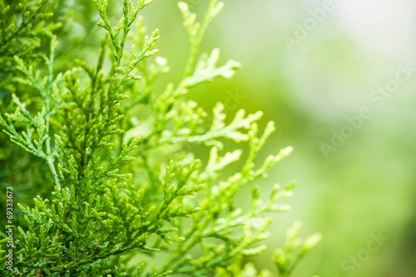 Obraz Green thuja
