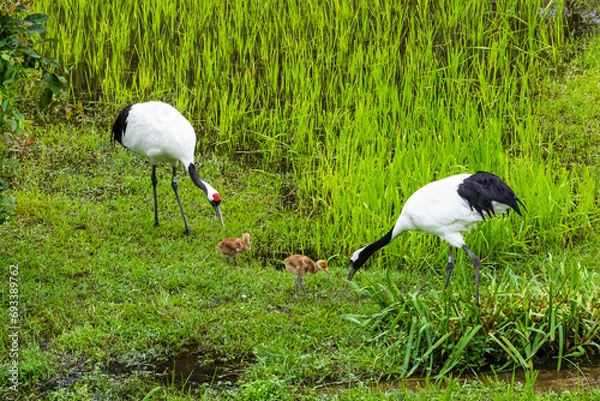 Obraz 丹頂鶴親子