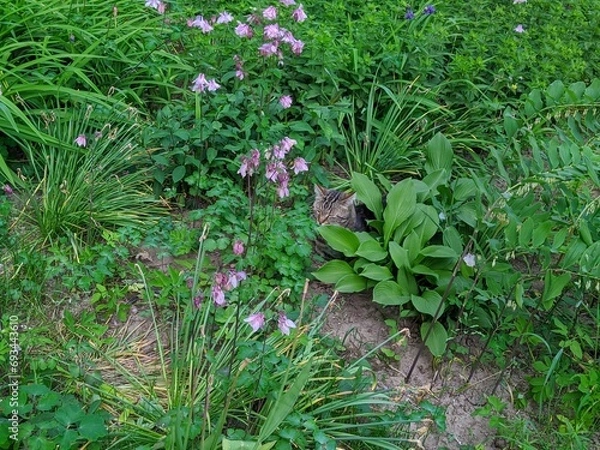 Fototapeta yard cat hid in the bushes in the summer during the day