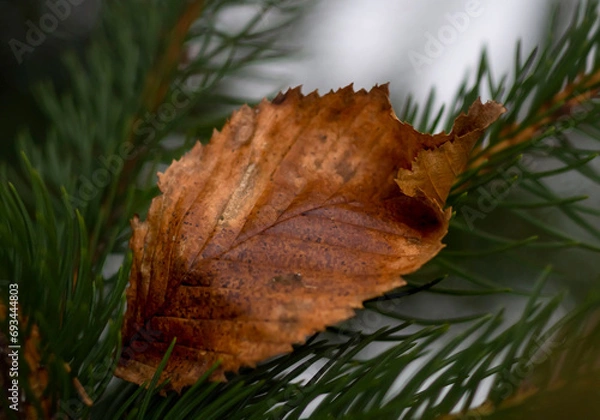 Obraz Christmas tree with leaf winter time