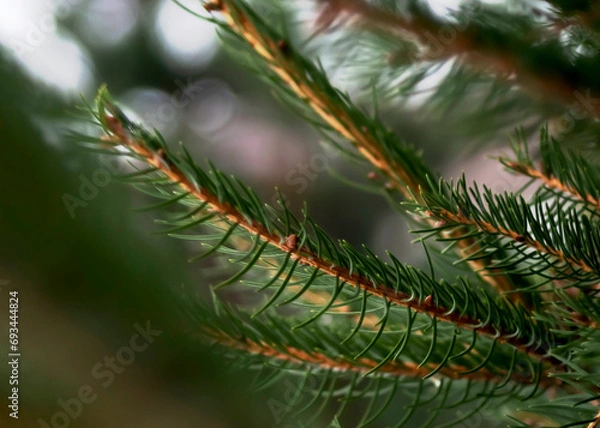 Obraz Christmas tree with leaf winter time