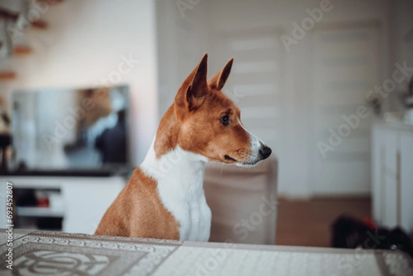 Obraz Basenji dogs in their natural environment.
