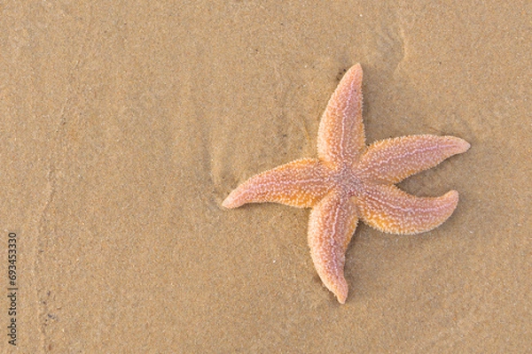 Fototapeta A starfish lies on the sand on the beach