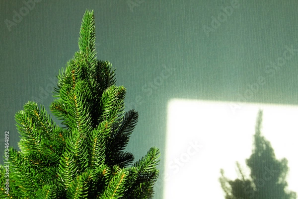 Fototapeta Green Christmas tree and a shadow on the wall. Beautiful Christmas background. Lush green spruce with beautiful long needles. New Year background. Close-up. Natural nature. Holiday event. Abstract