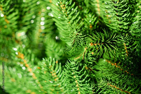 Fototapeta Green Christmas tree. Beautiful Christmas background. Lush green spruce with beautiful long needles. New Year background. Close-up. Natural nature. Holiday event. Abstract beauty. Magnificent blur