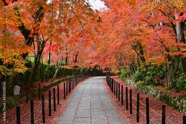 Obraz 京都府長岡京市光明寺 晩秋のもみじ参道