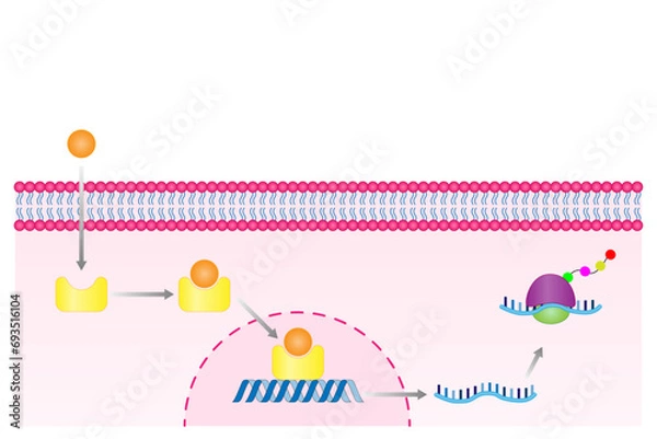 Fototapeta Steroid hormones mechanism of action. Steroids Bind to an intracellular receptor. Hormone-receptor complex activate gene transcription in the nucleus, followed by protein synthesis. Vector diagram