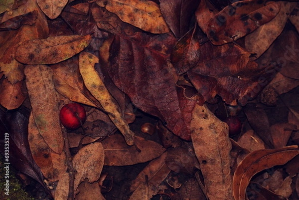 Obraz autumn leaves background