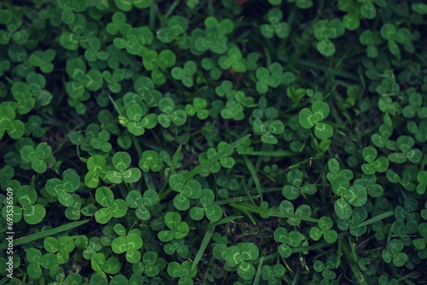 Fototapeta green grass