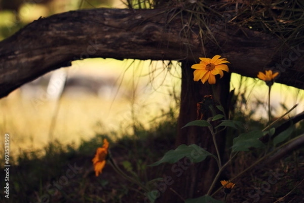Obraz yellow flowers on blurry background