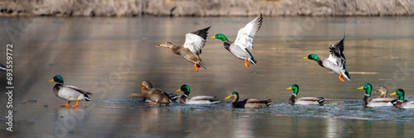 Obraz Wild Ducks and Waterfowl in Northern Arizona. Birds stopping through for winter.
