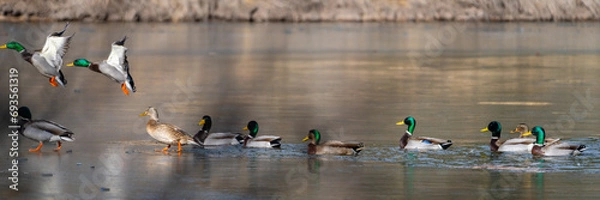 Obraz Wild Ducks and Waterfowl in Northern Arizona. Birds stopping through for winter.