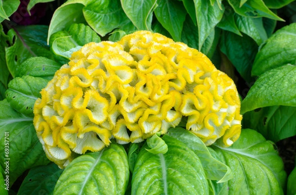 Fototapeta yellow Cockscomb flower