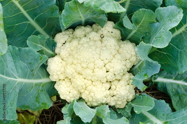 Fototapeta cauliflower