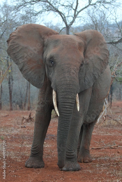 Obraz African elephant walking in the bush at dusck